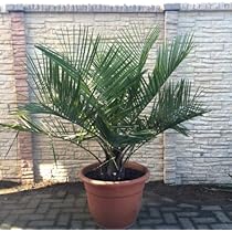【希少耐寒性ヤシ】 ブルー　チリサケヤシ 希少耐寒性ヤシ】ブルー チリサケヤシ (ブルーチリワインパーム